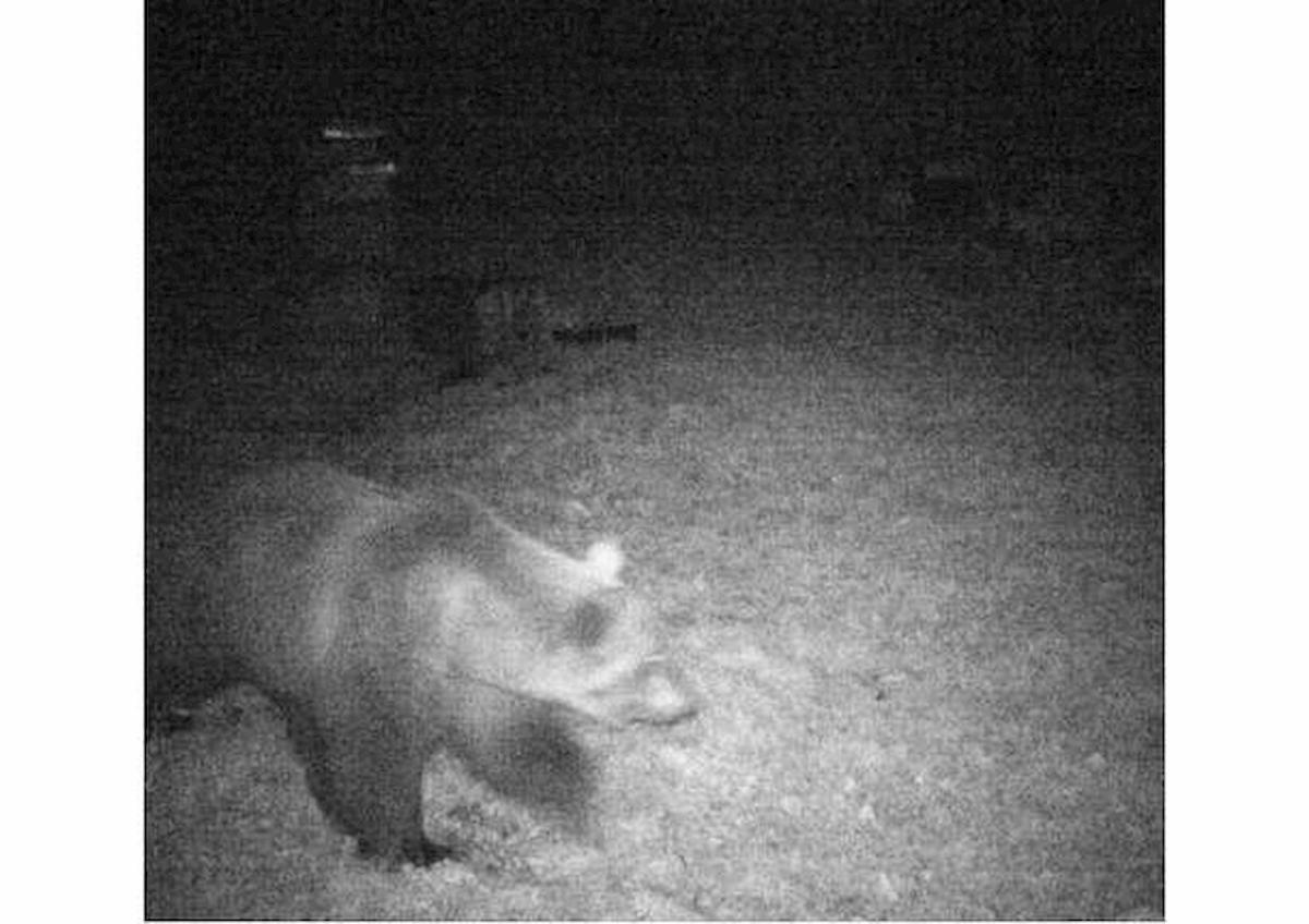 foto primo orso avvistato piemonte