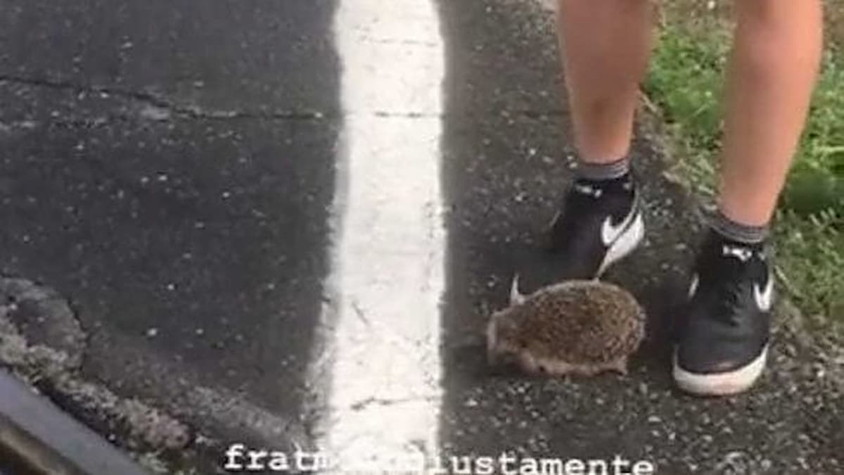 Palleggia con un riccio, 14enne denunciato si difende: "Era già morto, solo uno scherzo tra noi amici"