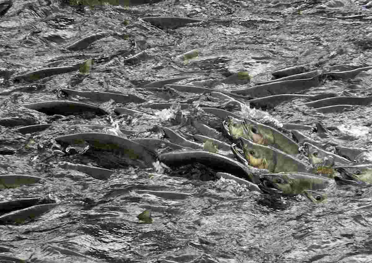 per i salmoni, in amore le dimensioni contano