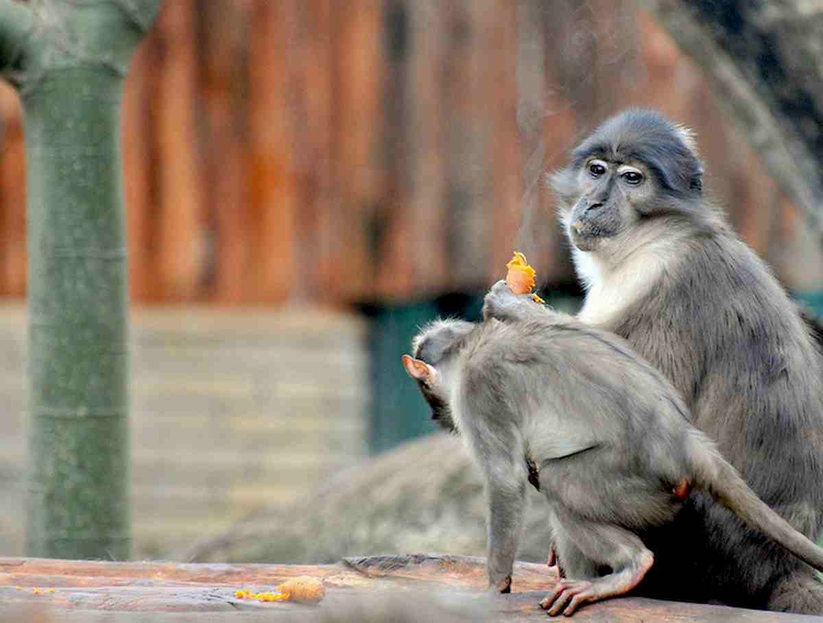 India, scimmia alcolista uccide un uomo e ferisce 250 persone