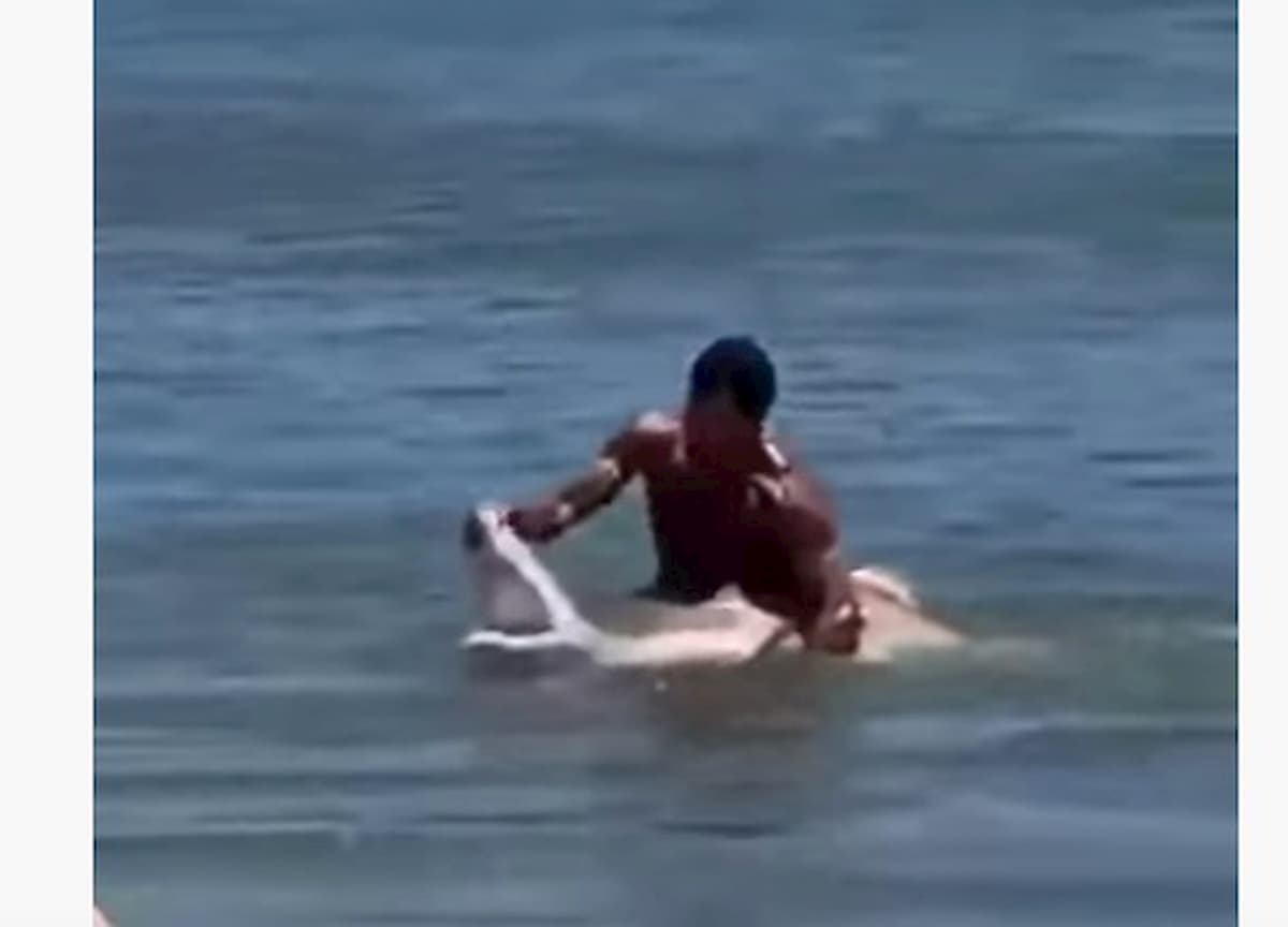 Un uomo ha bloccato uno squalo in mare a mani nude per liberarlo dall'amo