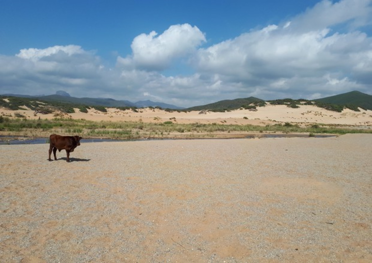 Temperatura Italia cresce più che nel resto del mondo