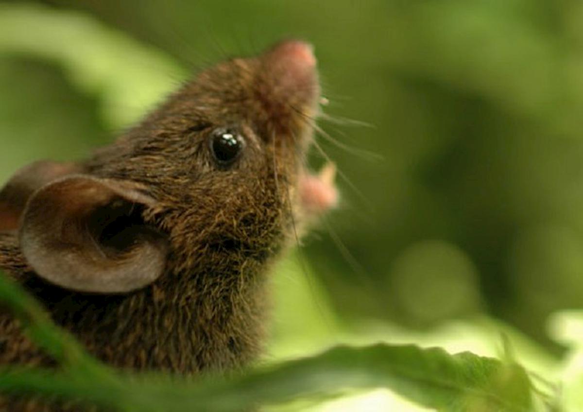 topi in aumento gran bretagna