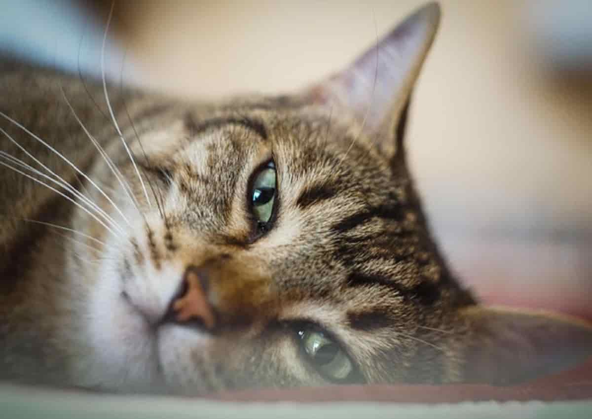 Torino, una foto d'archivio Ansa di un gatto