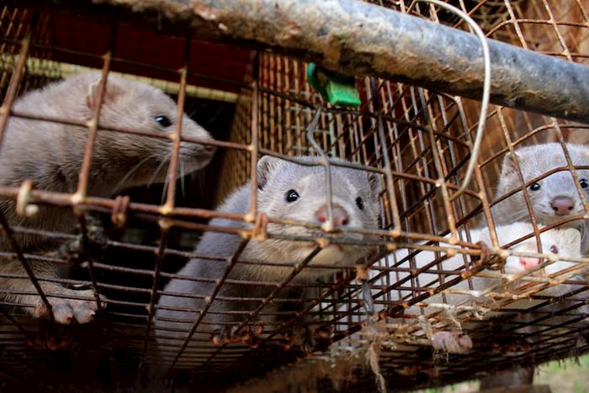 Visoni positivi al Covid. In Olanda ne abbattono 10mila. Chiudere gli allevamenti?