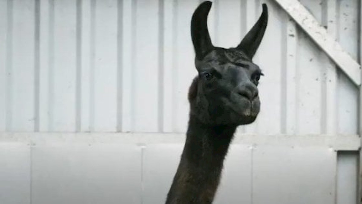 Alpaca, dai suoi anticorpi un farmaco contro il coronavirus