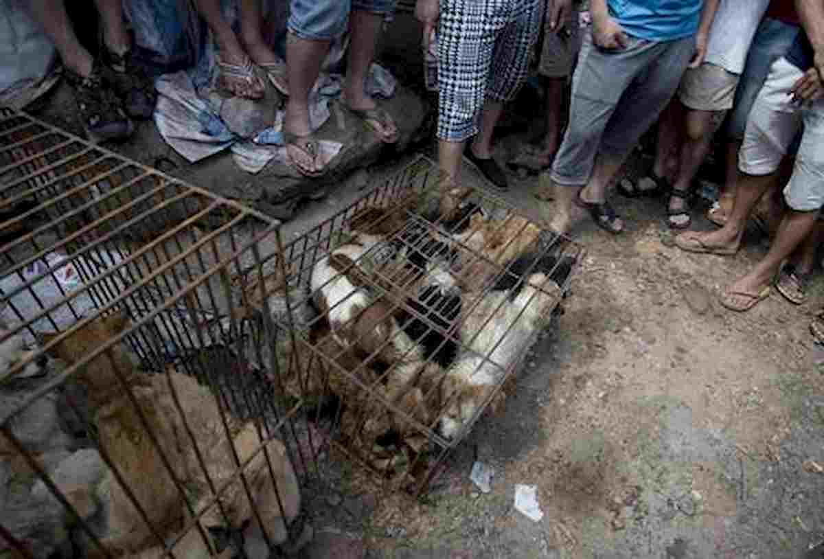 Cina, al via Festival della carne di cane a Yulin. Ma non era vietato?