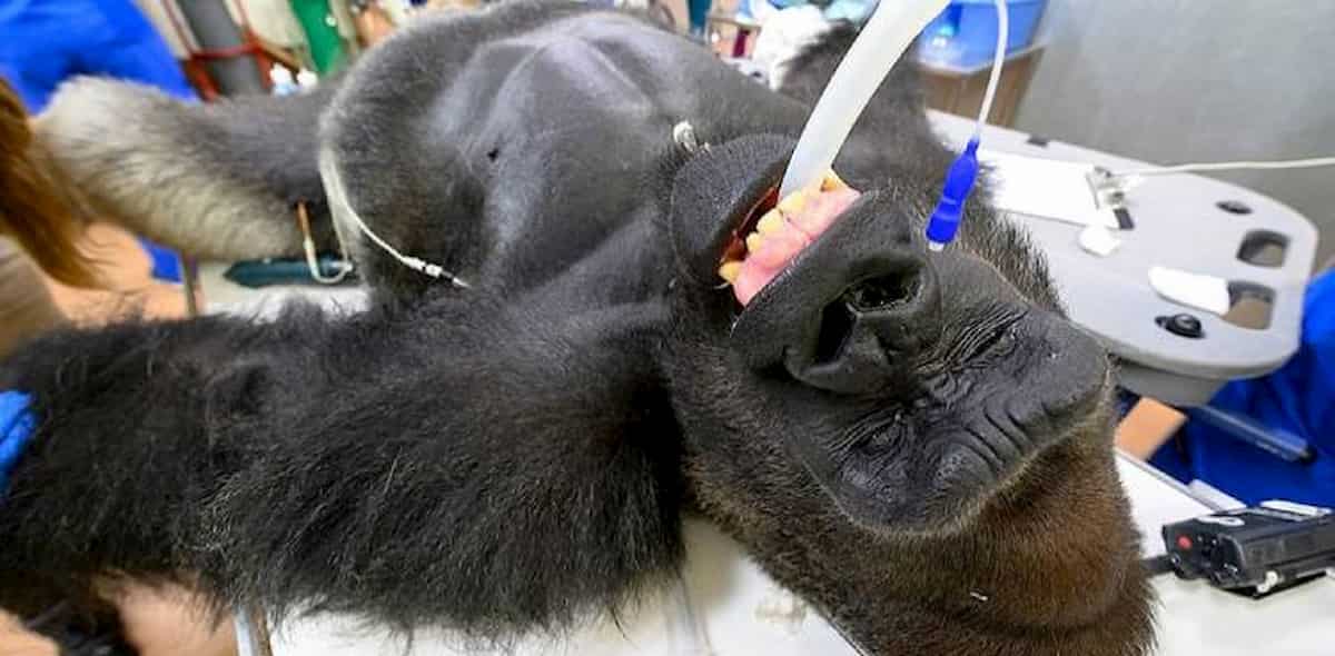 Il gorilla Shango è stato sottoposto al tampone