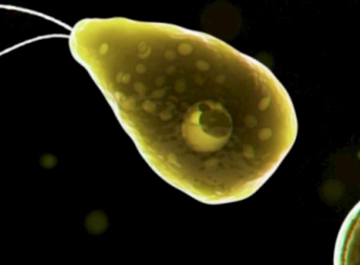 Ameba mangia cervello nella rete idrica: vietato usare l'acqua in Texas, a Lake Jackson