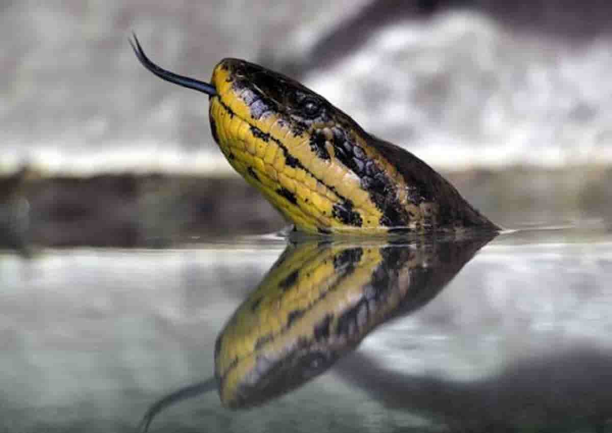 Anaconda a Roccasecca? Foto d'archivio Ansa