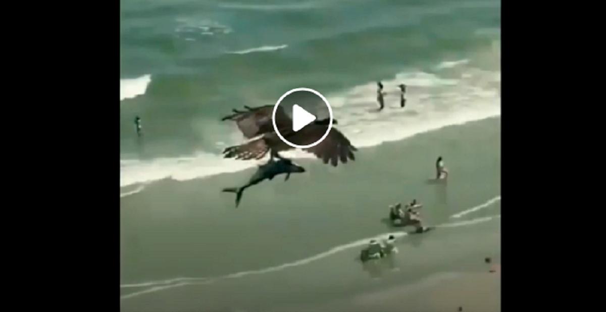 aquila sorvola la spiaggia