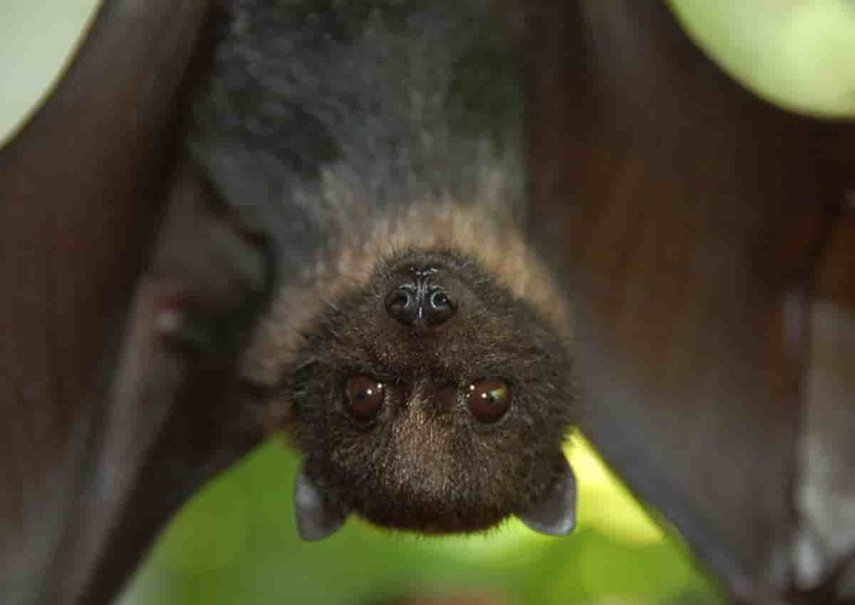 Bambina morsa da pipistrello, foto d'archivio Ansa