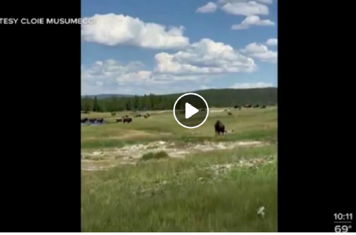 bisonte a yellowstone