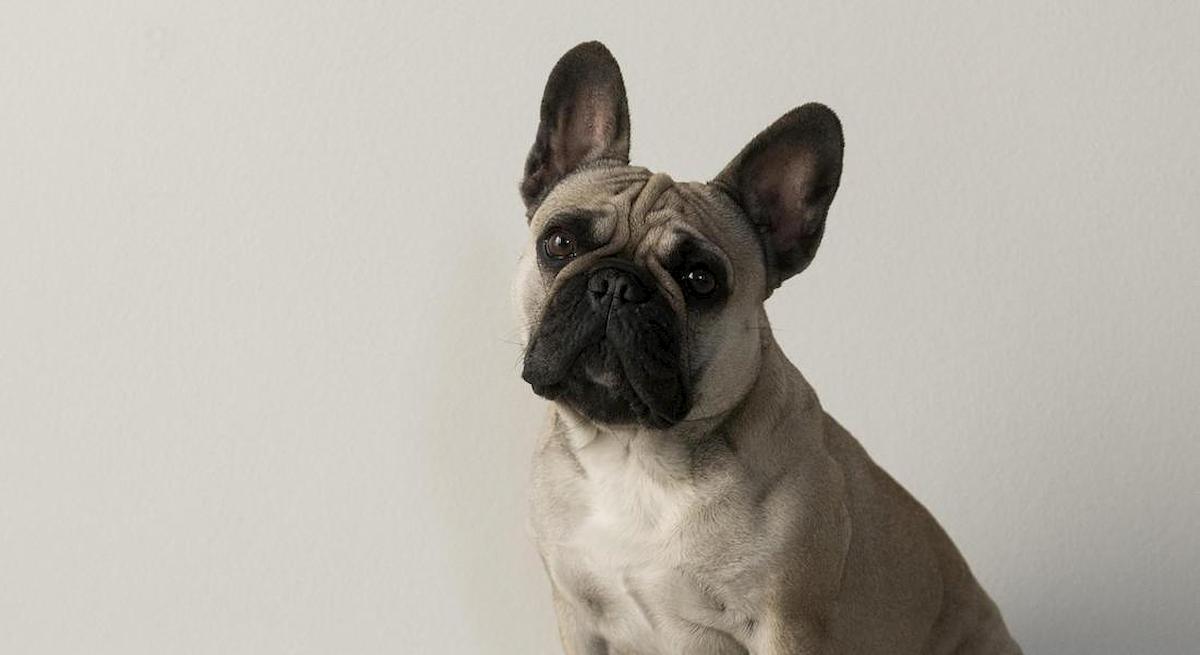 Pisa, lasciano il cane in auto sotto il sole: è morto. Denunciata coppia di turisti danesi