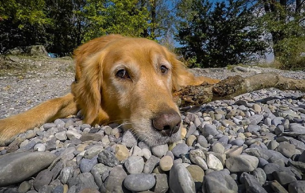 Il compagno non vuole andarsene di casa, lei gli uccide il cane gettandolo dalla finestra