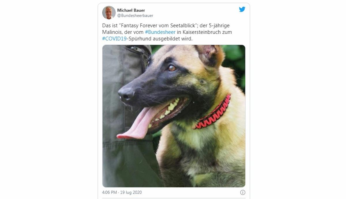 Coronavirus, cani fiutano positivi