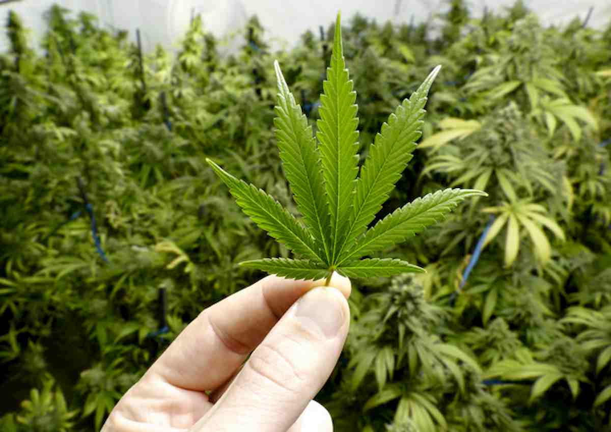 cannabis, foto Ansa
