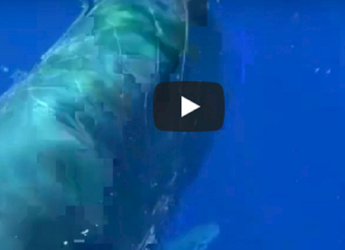 capodoglio incastrato nella rete