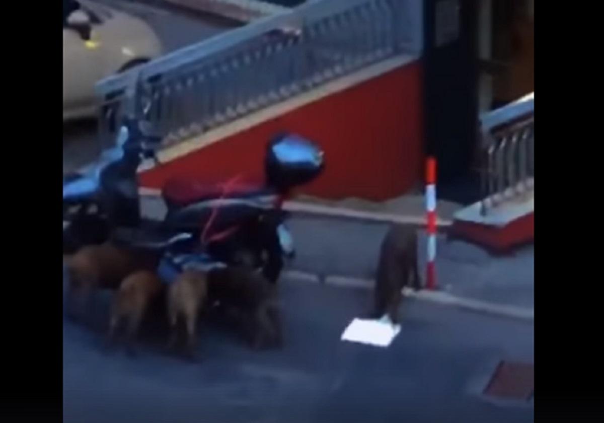 Cinghiali assaltano motorino