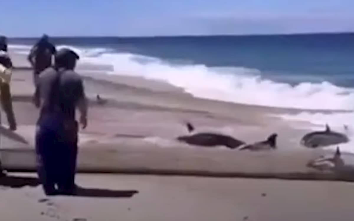 Portogallo, reti di pescatori trascinano a riva delfini