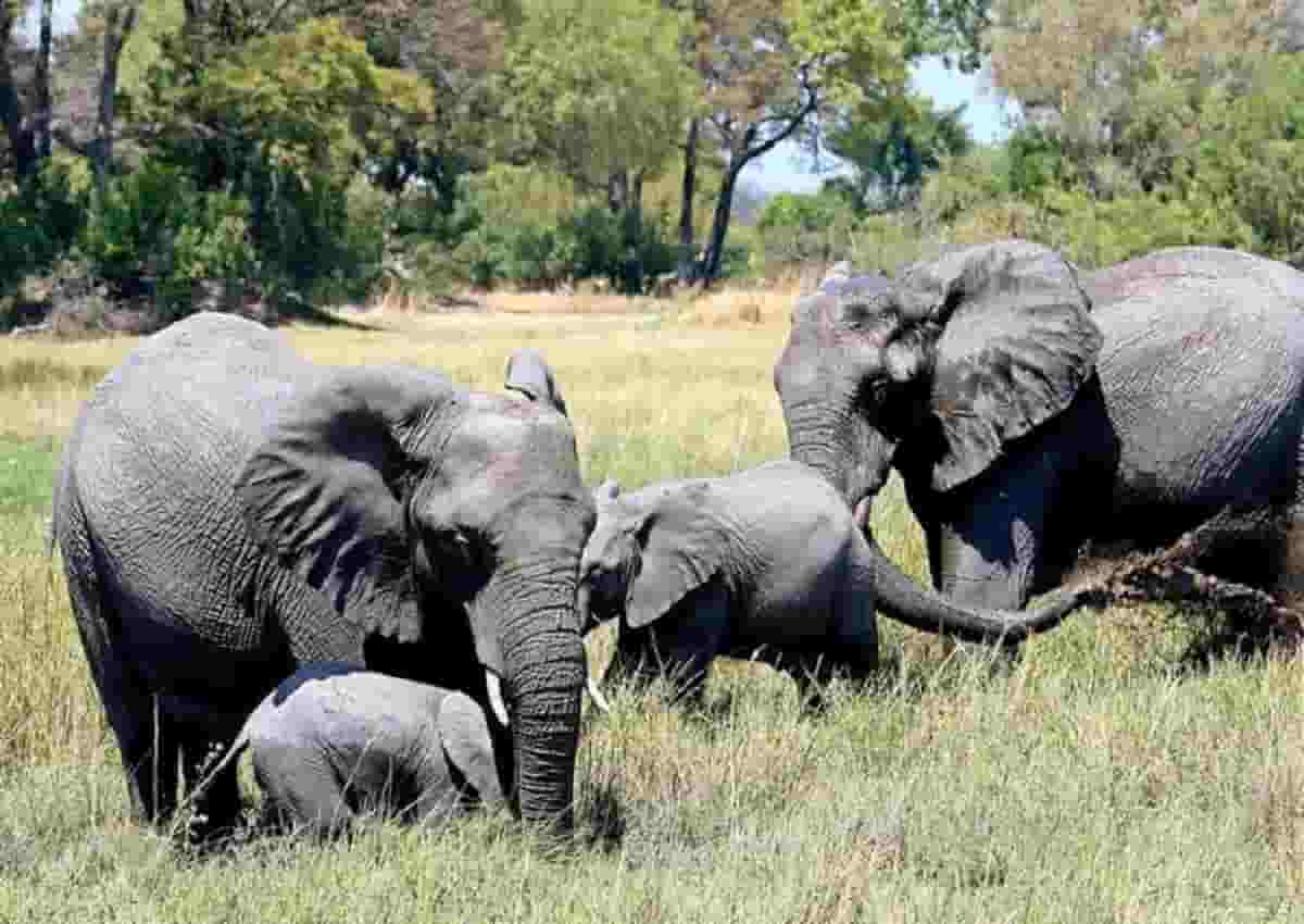Botswana, foto Ansa di alcuni elefanti