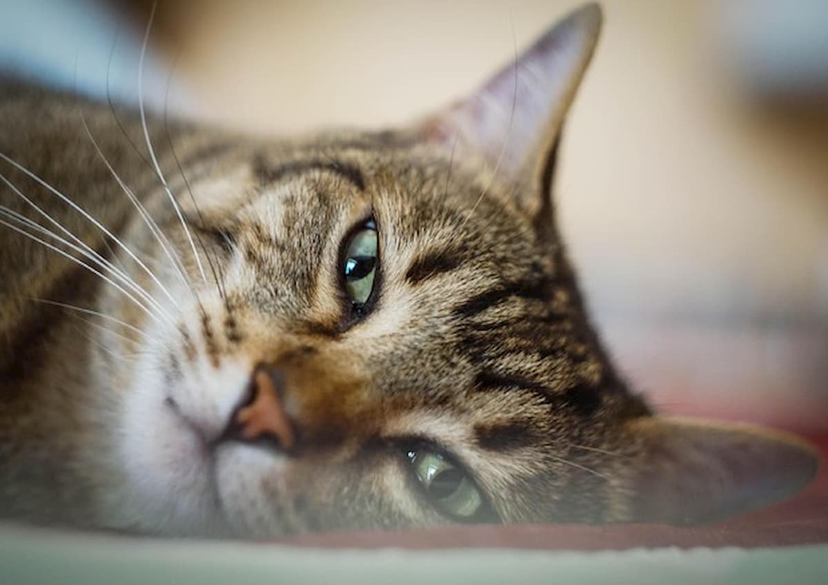 A Bristol il gatto Avery ogni giorno porta a casa degli occhialini da nuoto