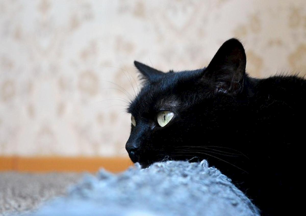 gatto nero, foto Ansa