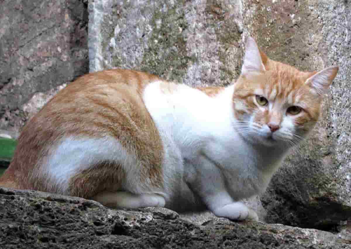 Inghilterra, foto Ansa