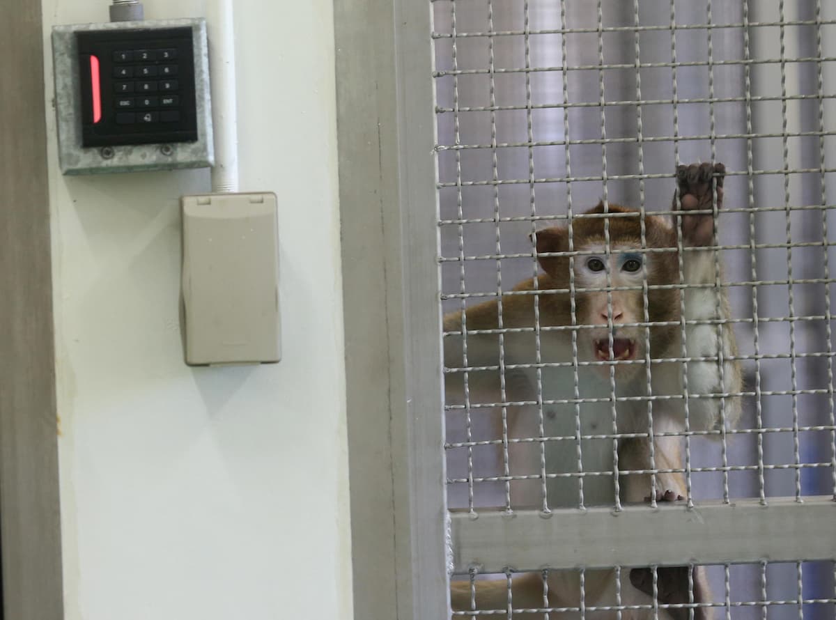 Coronavirus, vaccino di Johnson&Johnson efficace sui macachi