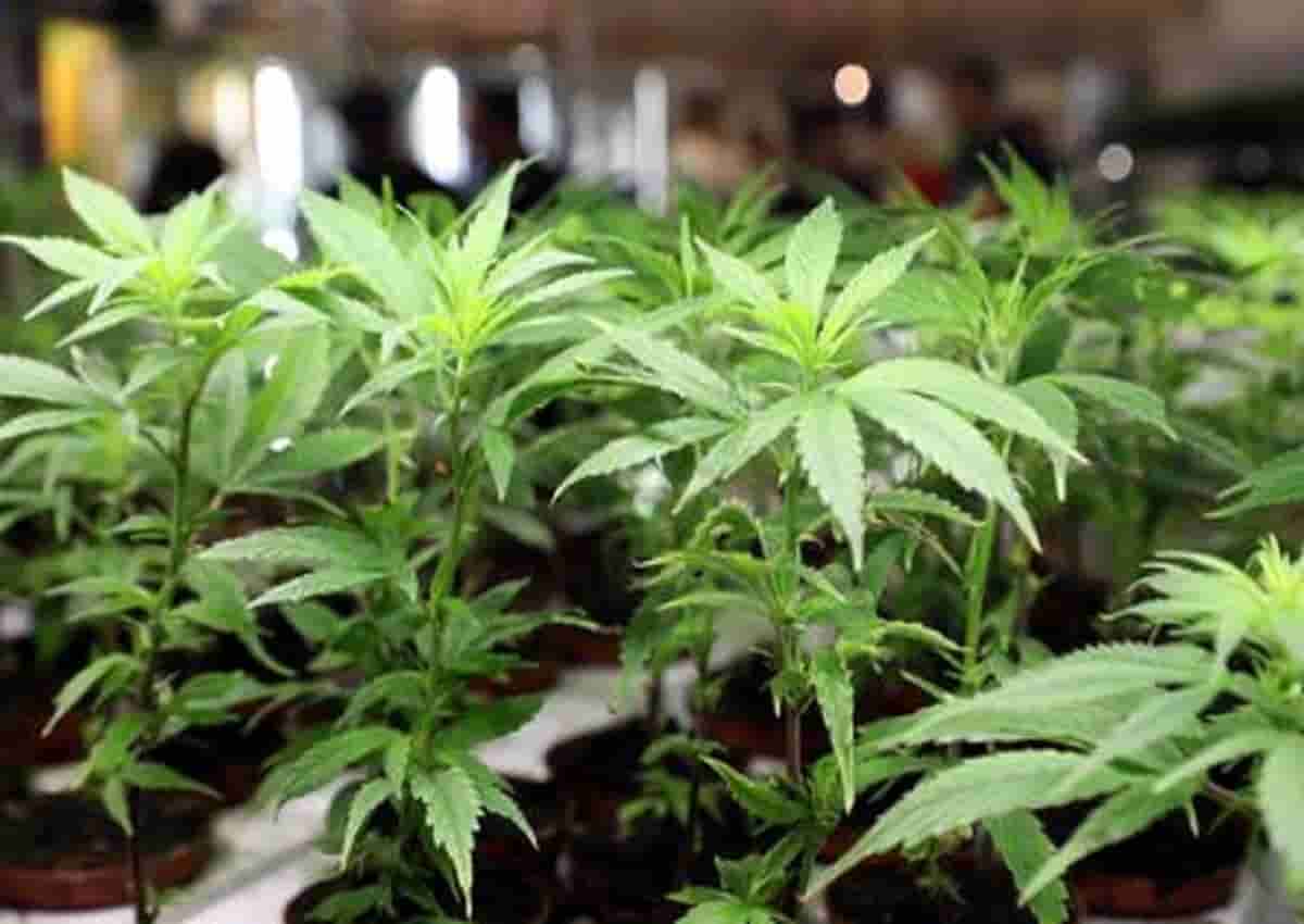 Genova e marijuana, foto d'archivio Ansa