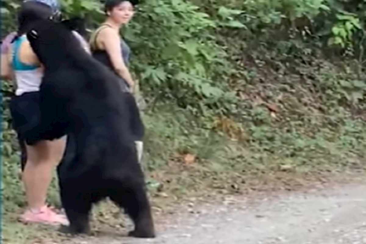 orso alle spalle della ragazza