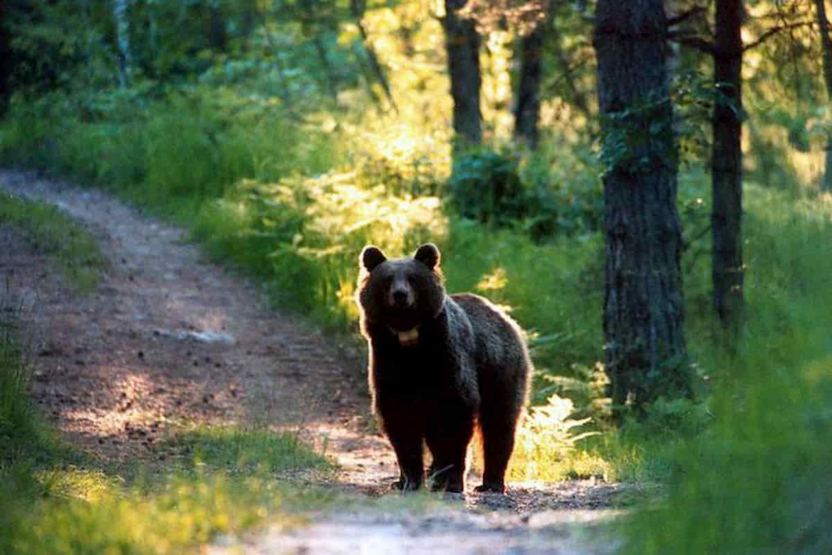 Orsi in Trentino, scontro istituzionale