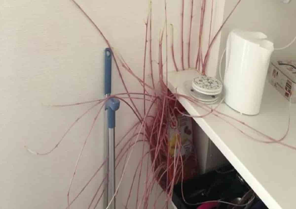 Francia, patate mutanti conquistano la cucina