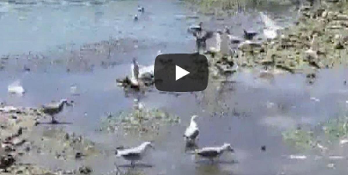 peci morti nel Tevere