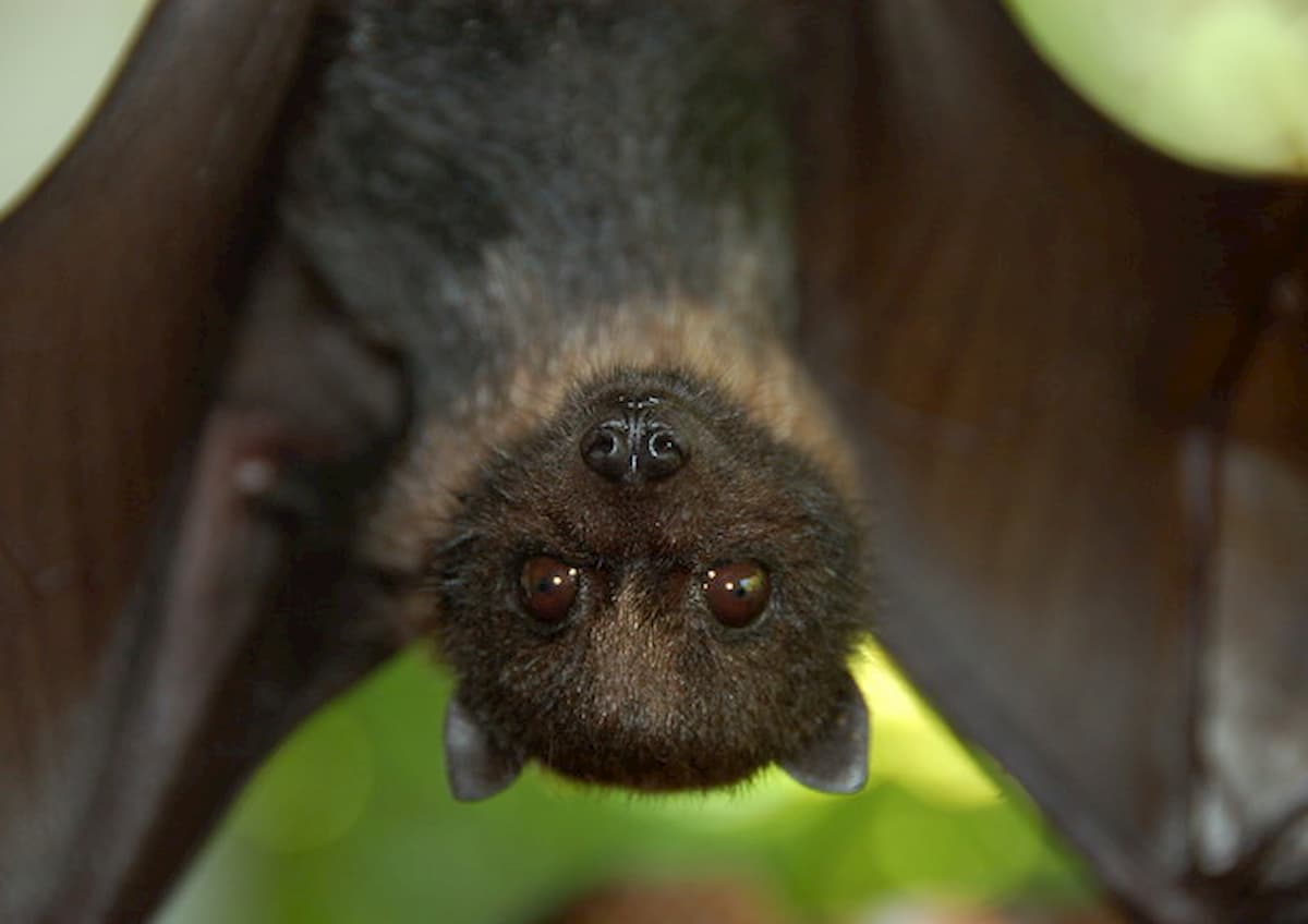 Wuhan, pipistrello morto nella zuppa di maiale. Famiglia terrorizzata fa il tampone