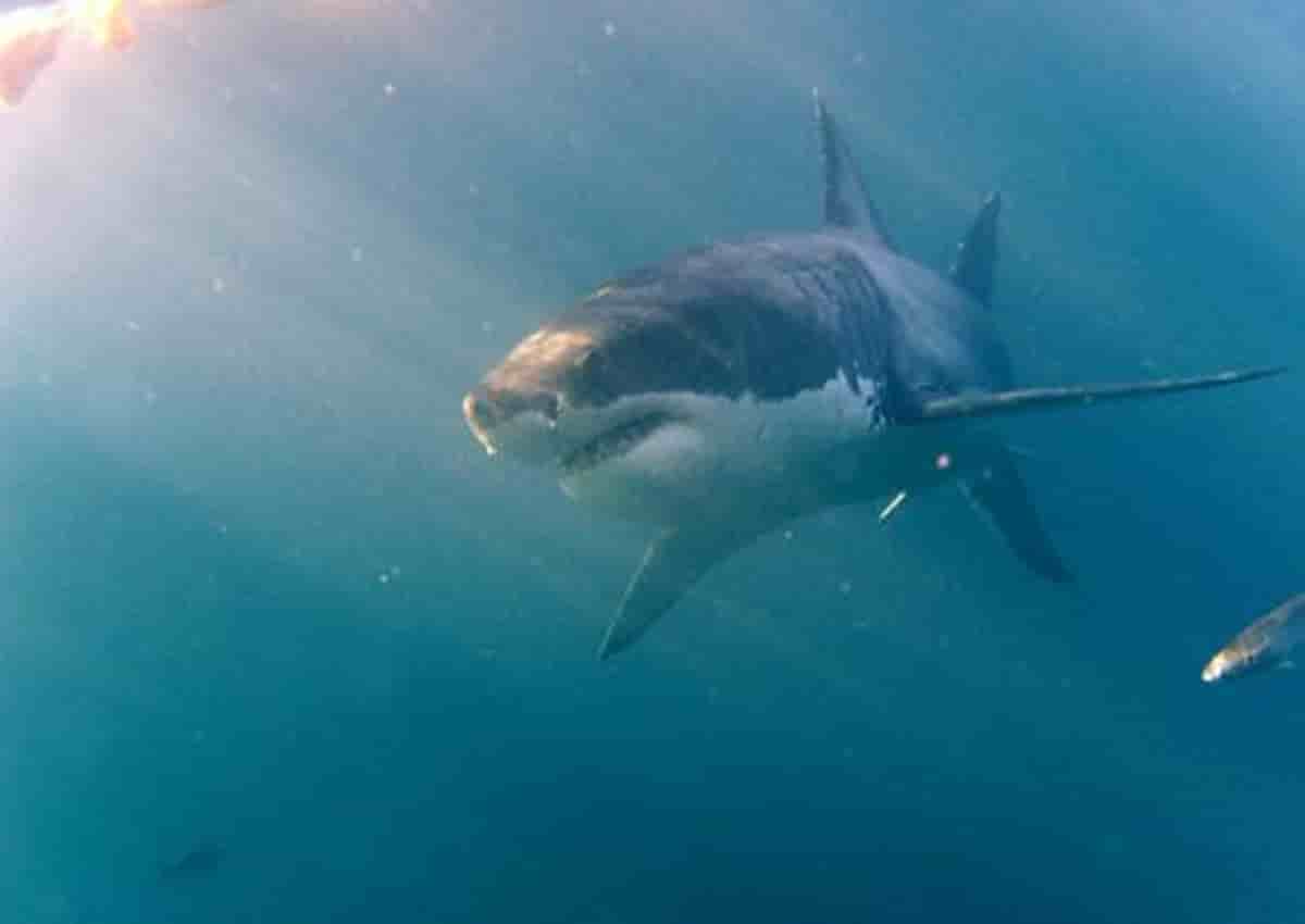 Squalo in Australia, foto d'archivio Ansa