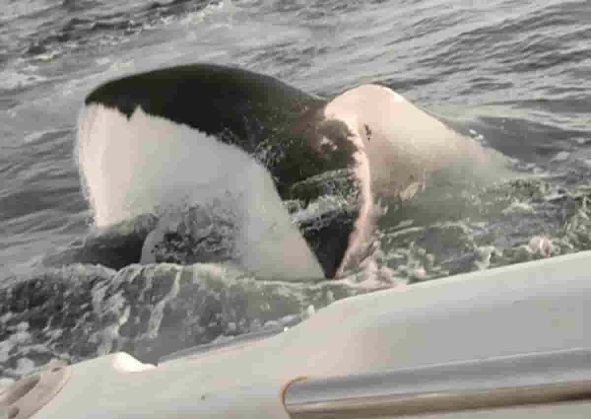 Tasmania, squalo attacca barca