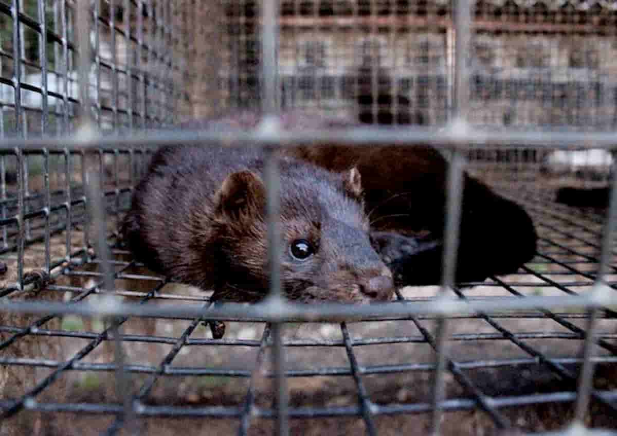 Visoni, focolaio in un allevamento in Spagna