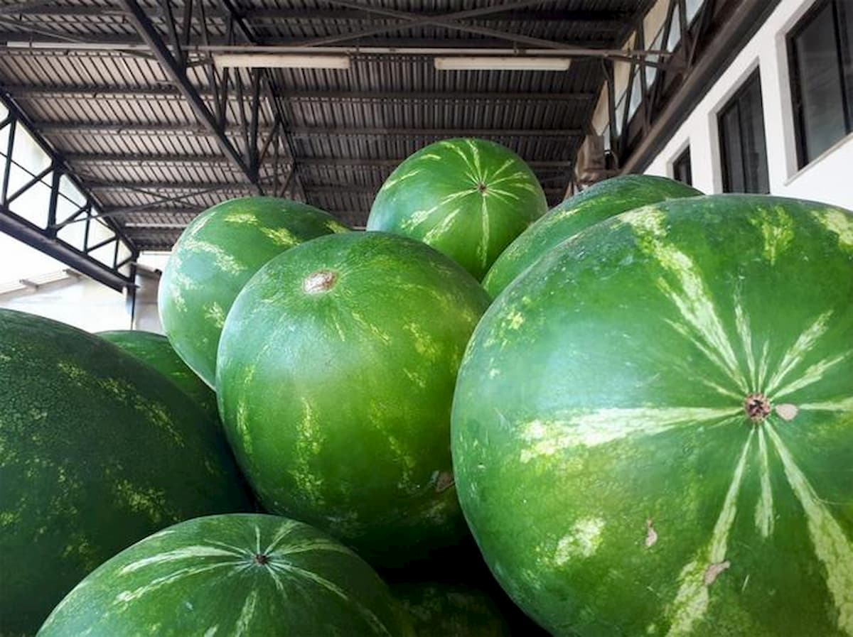 Anguria ad un centesimo al chilo, Coldiretti Sardegna indice uno sciopero: "Offesa al lavoro"