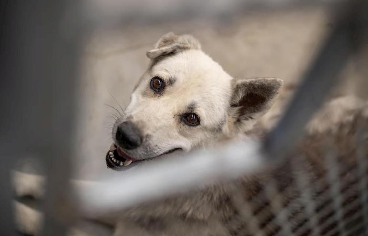 Cane sul balcone abbandonato a Caltanissetta