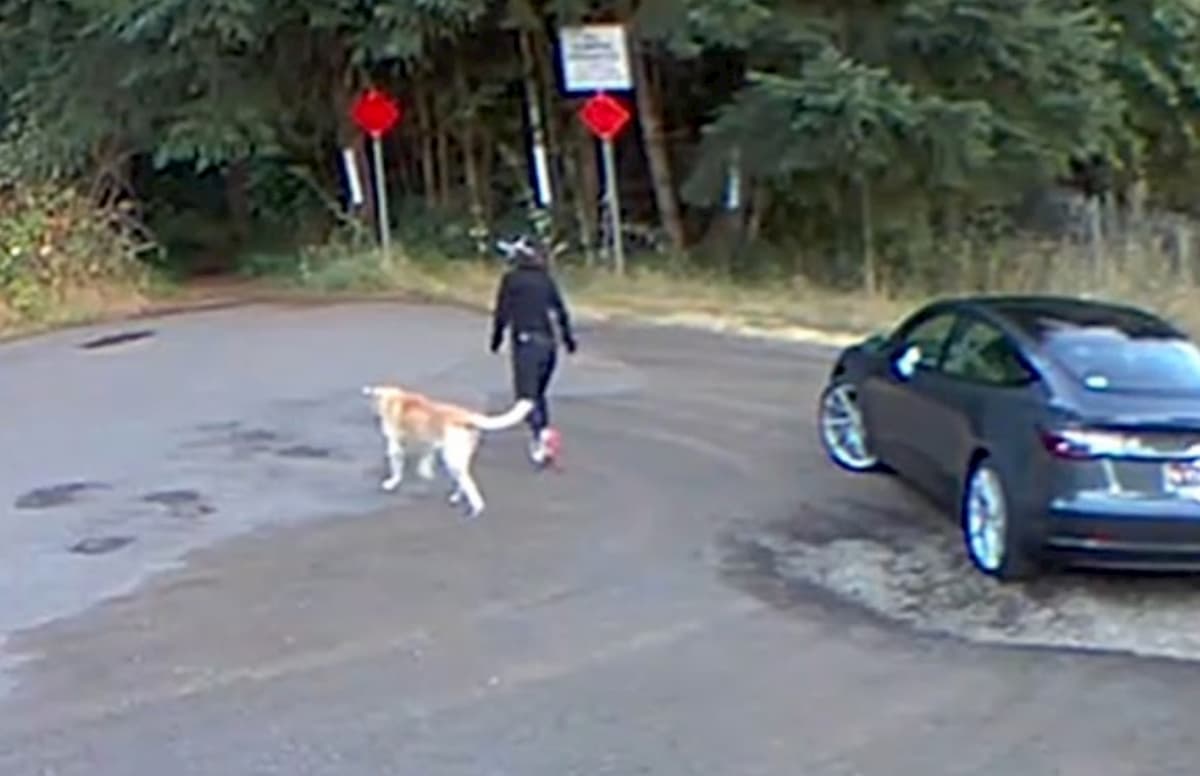 Abbandona il cane in un parco e fugge via in auto. Ma viene ripresa in un video. Caccia alla donna