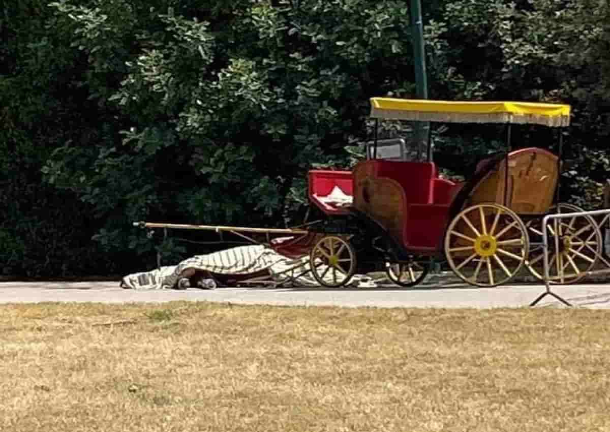 Caserta, la foto del cavallo morto pubblicata su Facebook