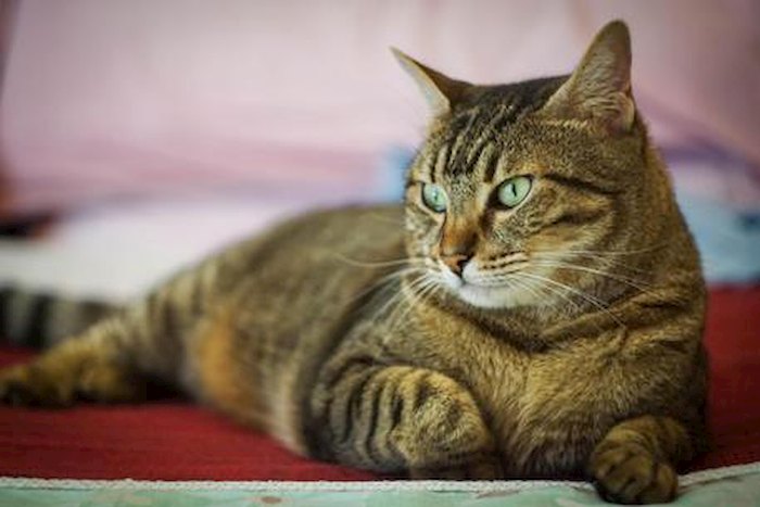 Trento, gatto ucciso dal vicino: lo ha annegato perché ha fatto i bisogni casa sua