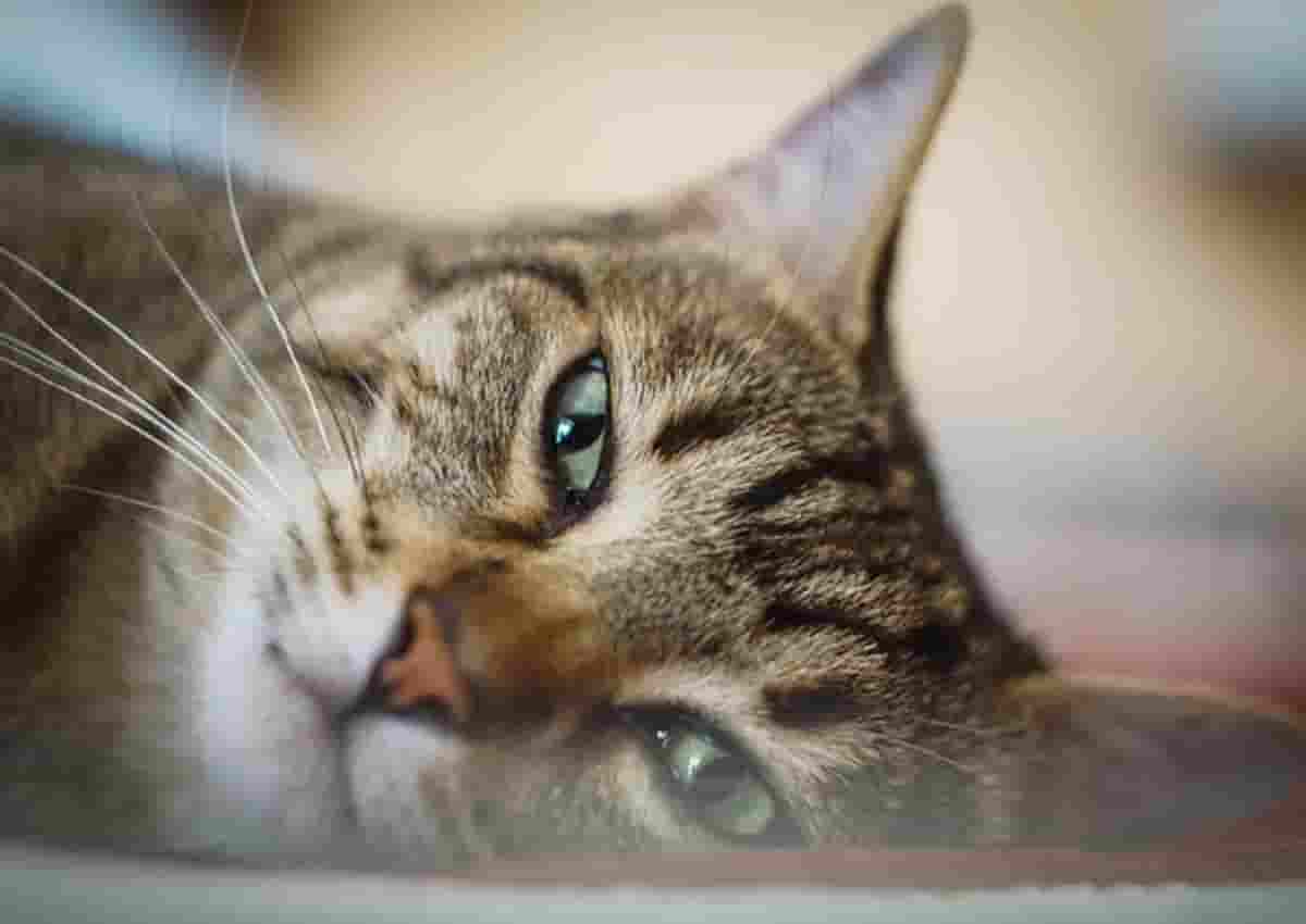 Gatti positivi al Coronavirus sono molti più di quanto si crede. A Wuhan il 15% contagiato da umani