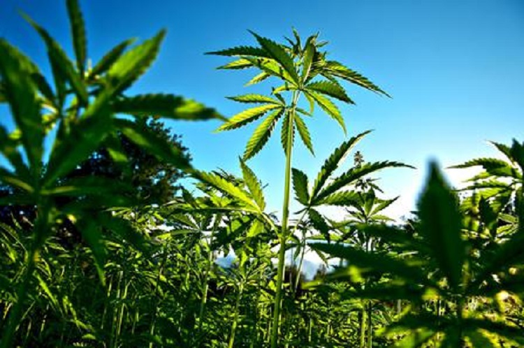 Trinitapoli, una foto d'archivio Ansa di una piantagione di marijuana