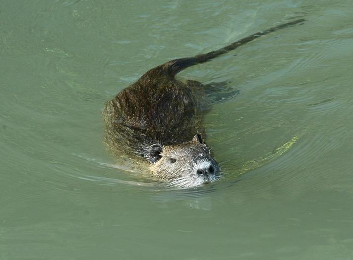 nutria, foto ansa