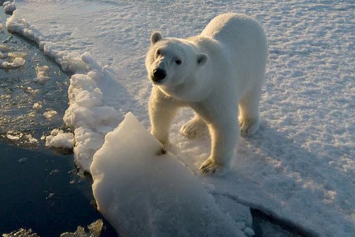 Svalbard, uomo ucciso da un orso polare in cerca di cibo vicino ad un campeggio