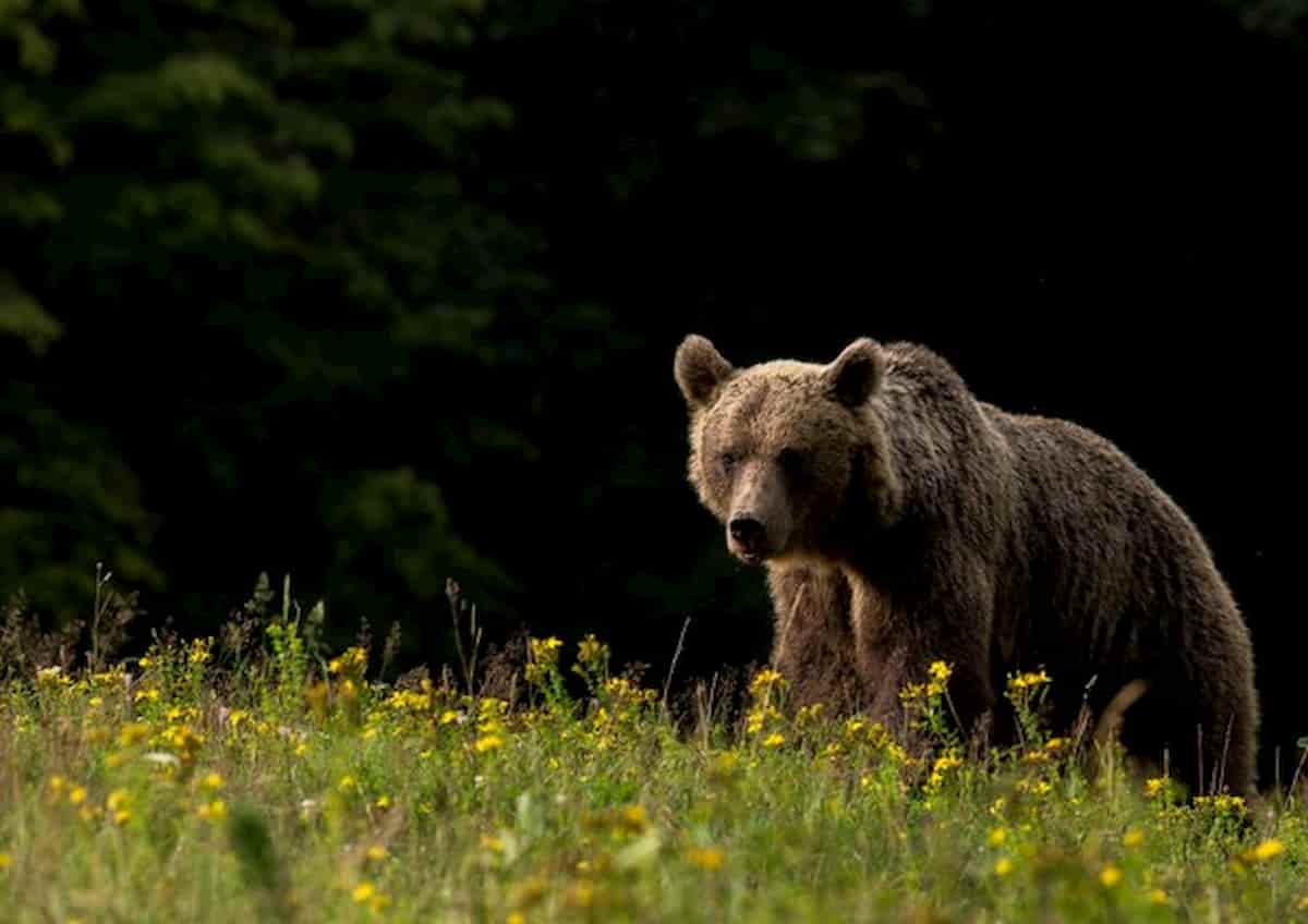Carabiniere aggredito da un orso ad Andalo