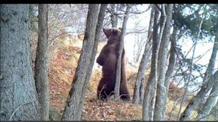 Orso M49 si è tolto il collare. Umani gli riconoscano la vittoria