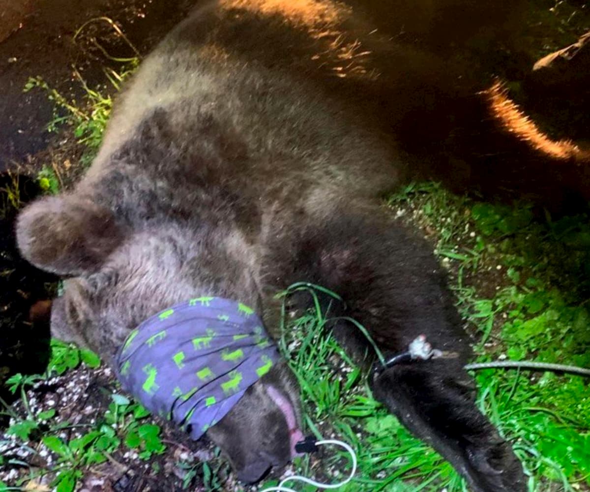 Andalo (Trento), orso ferisce un carabiniere. Catturato